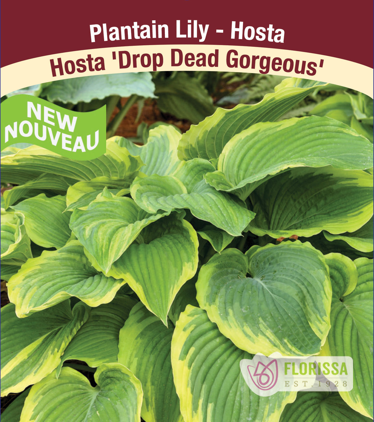 Hosta - Drop Dead Gorgeous