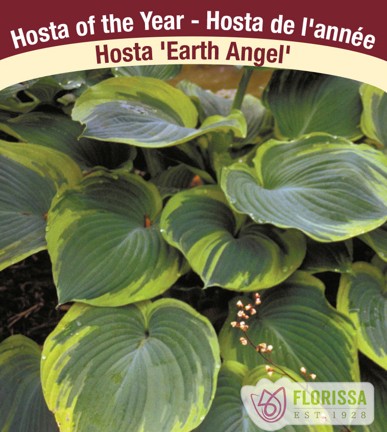 Hosta - Earth Angel