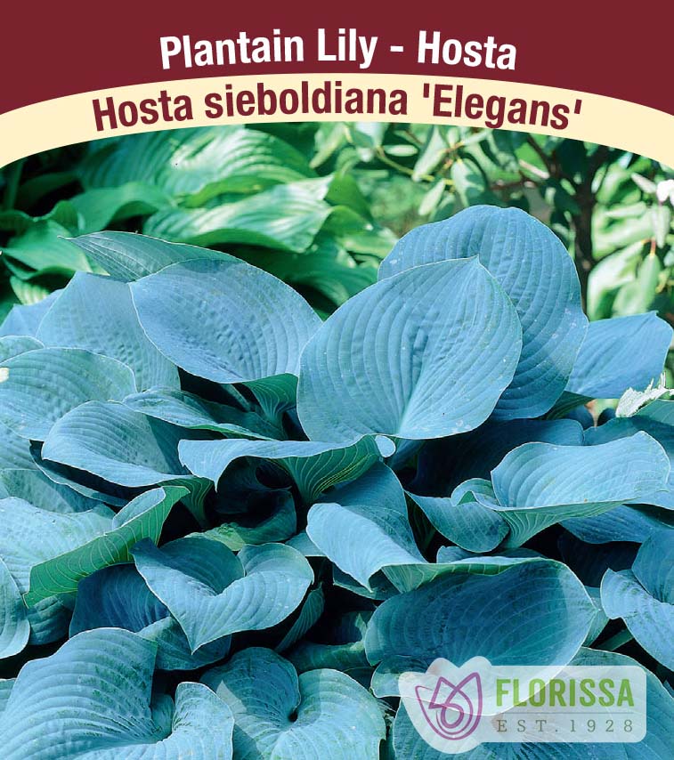 Hosta - sieboldiana Elegans