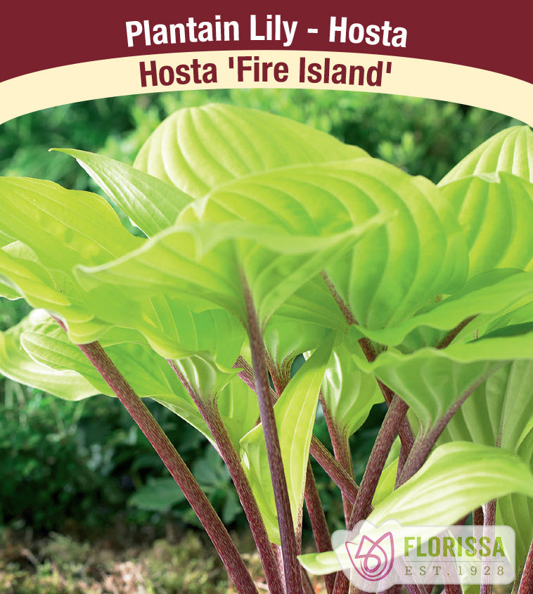 Hosta - Fire Island