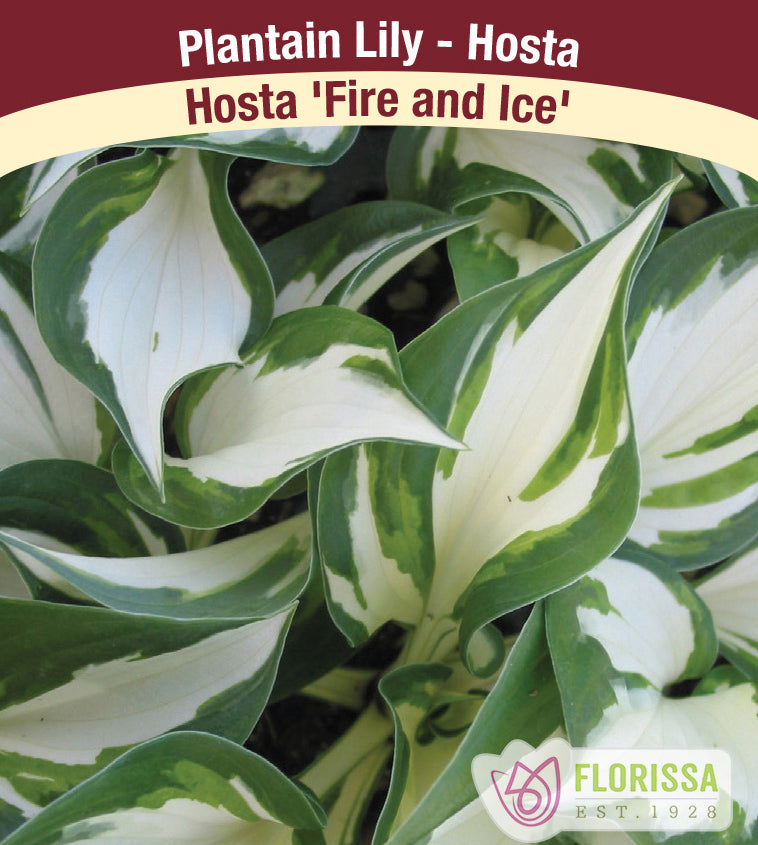 Hosta - Fire and Ice