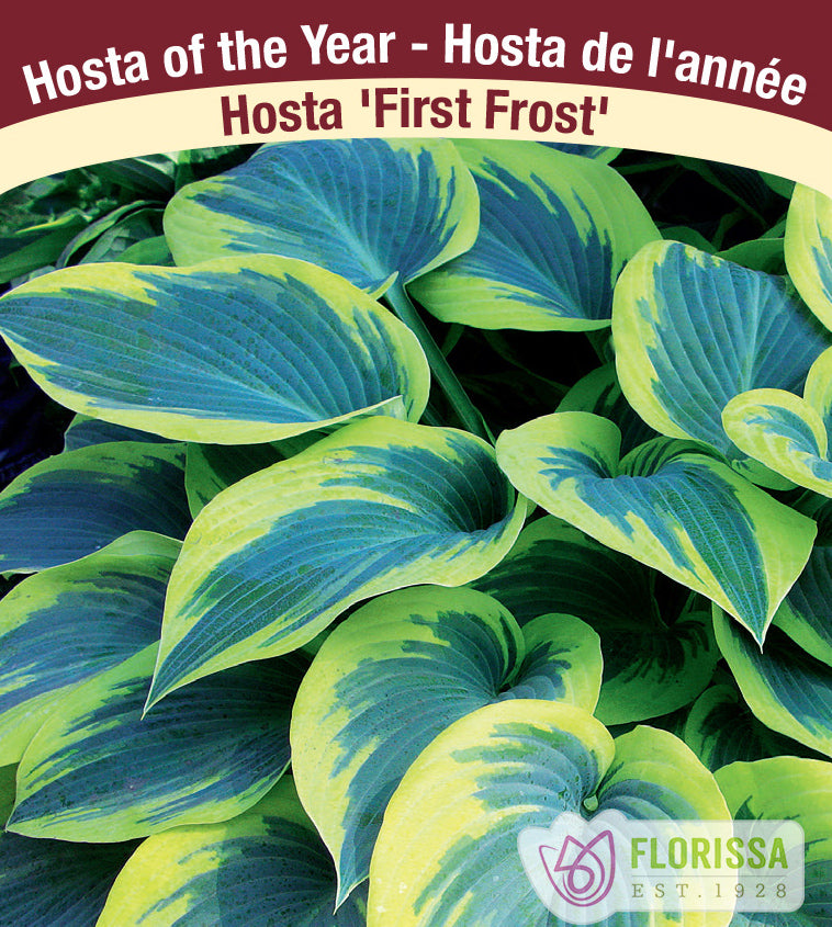 Hosta - First Frost