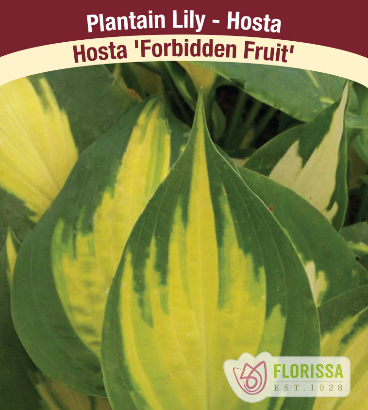 Hosta - Forbidden Fruit