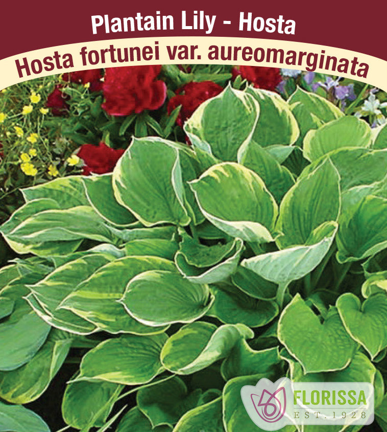Hosta - fortunei var. aureomarginata