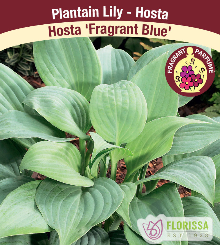 Hosta - Fragrant Blue