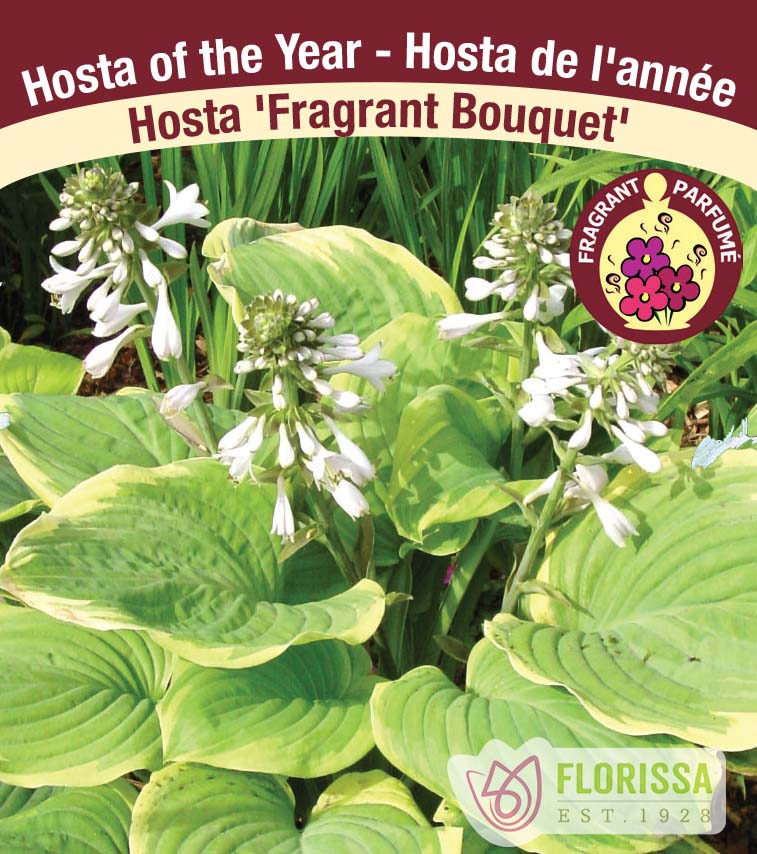 Hosta - Fragrant Bouquet