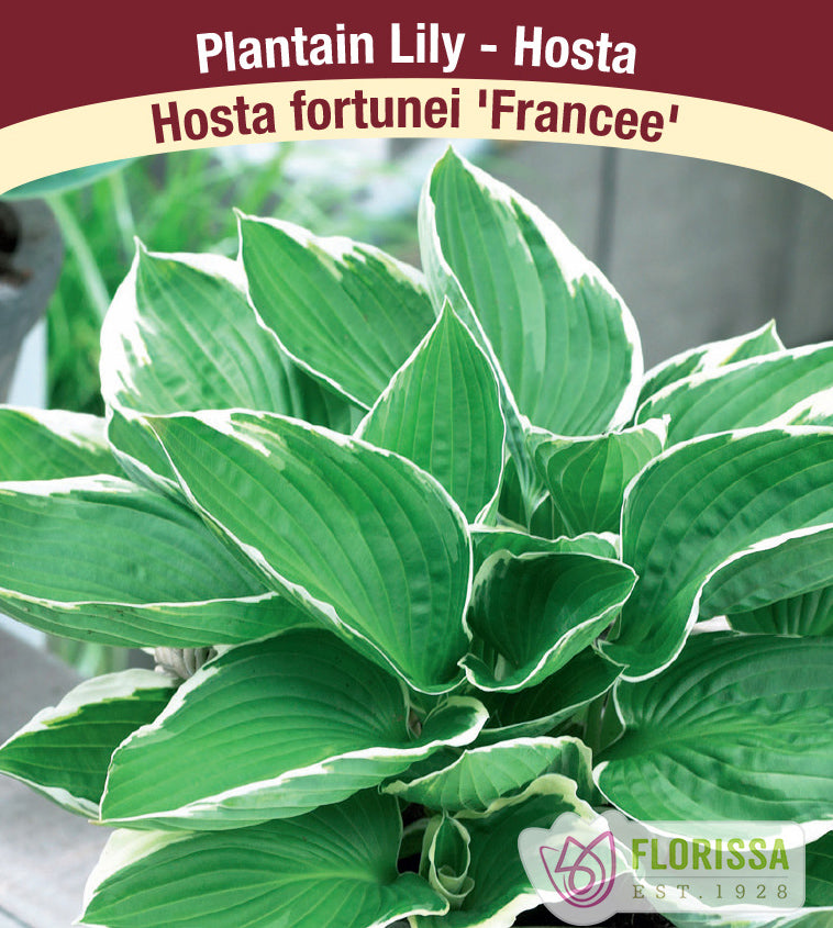 Hosta - fortunei Francee