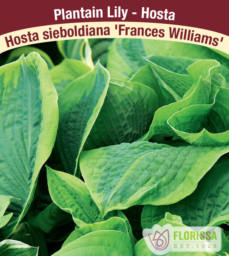 Hosta Frances Williams Jumbo Field Clump