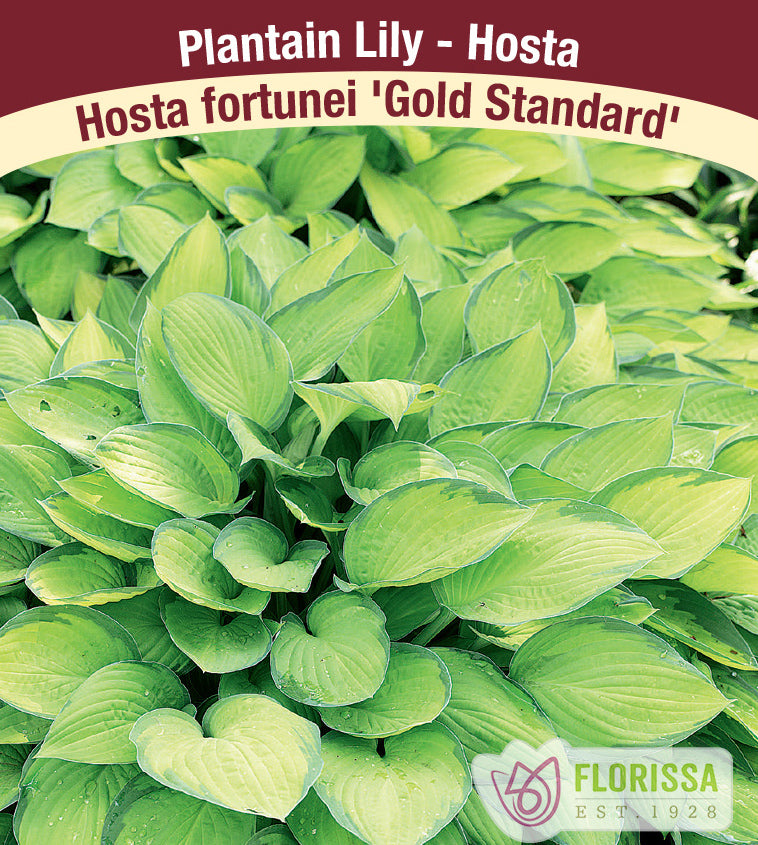 Hosta - fortunei Gold Standard