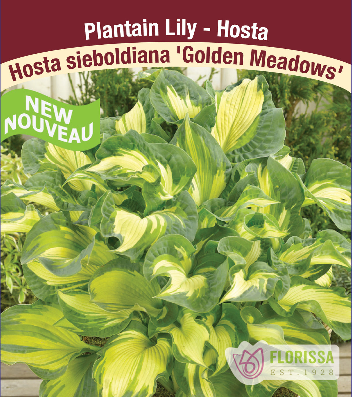 Hosta - Golden Meadows