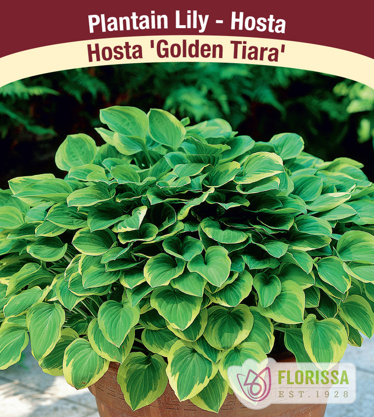 Hosta - Golden Tiara