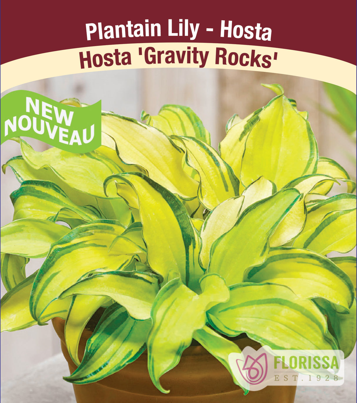 Hosta - Gravity Rocks