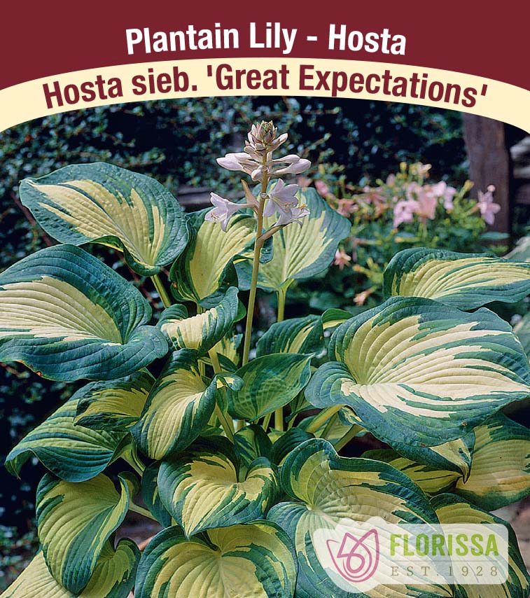 Hosta - Great Expectations