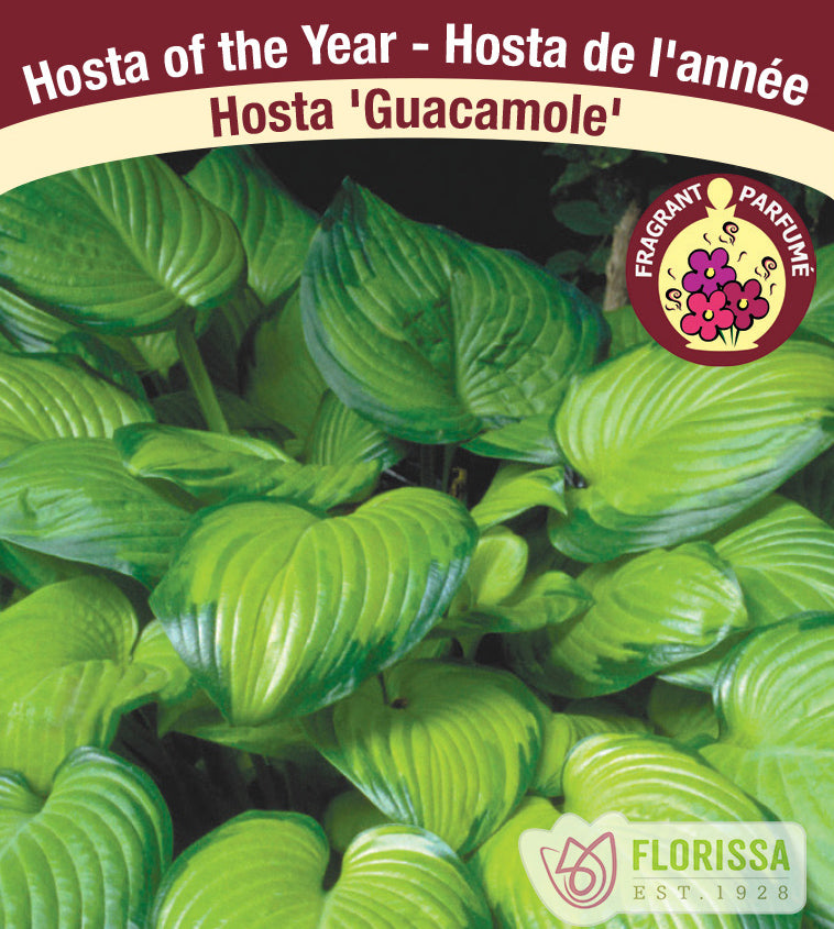 Hosta - Guacamole