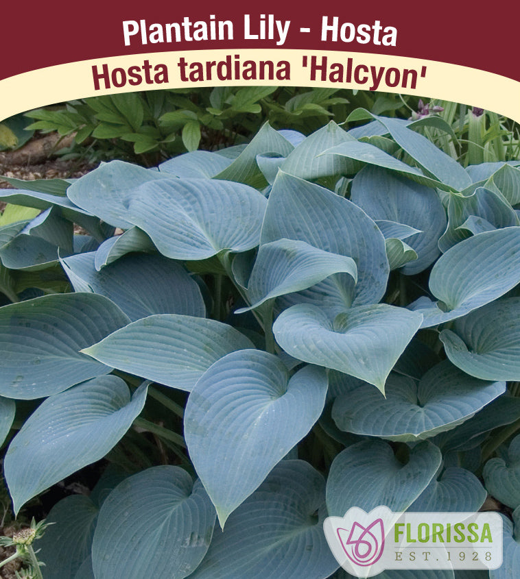 Hosta - Halcyon (tardiana)