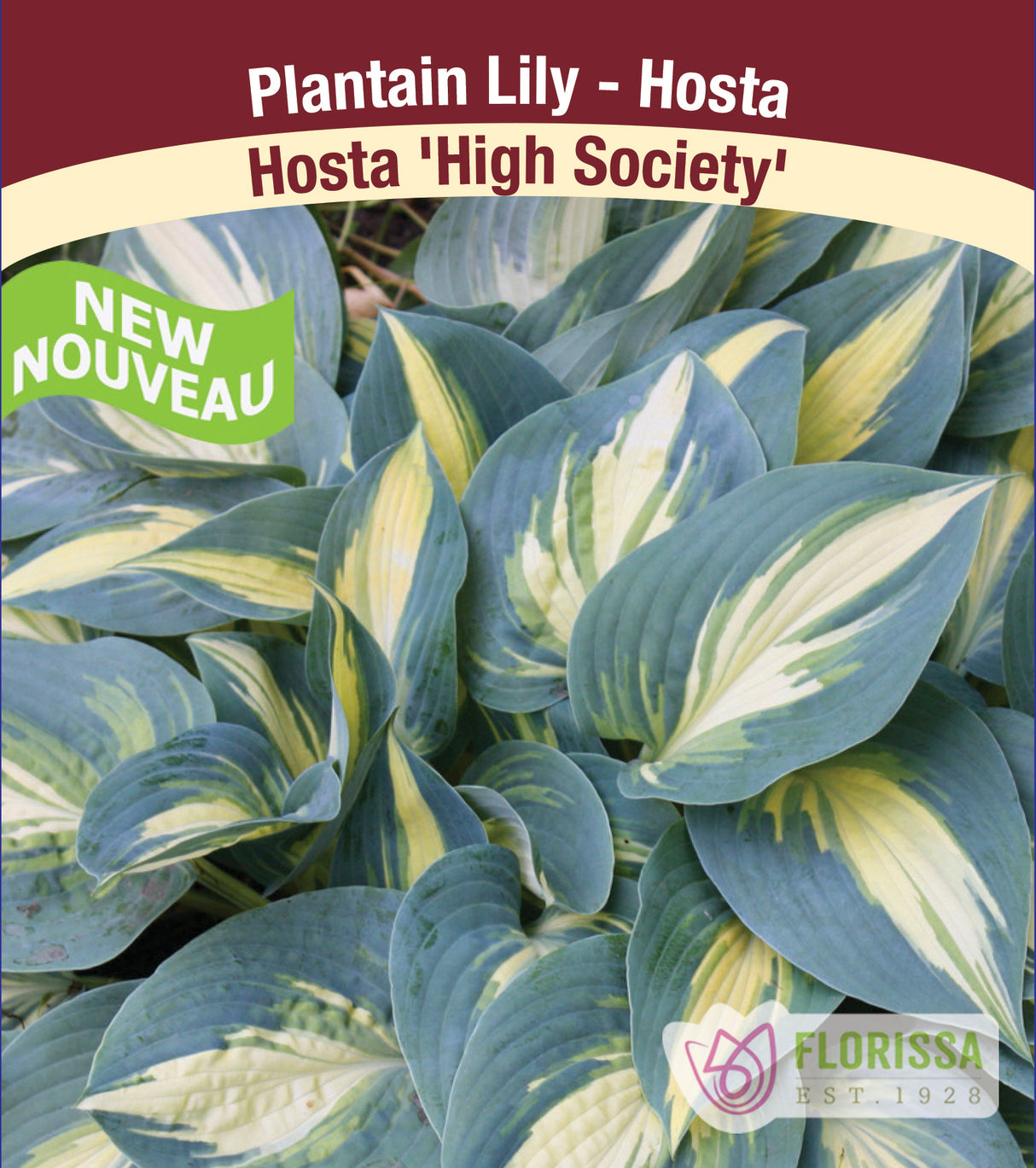 Hosta - High Society