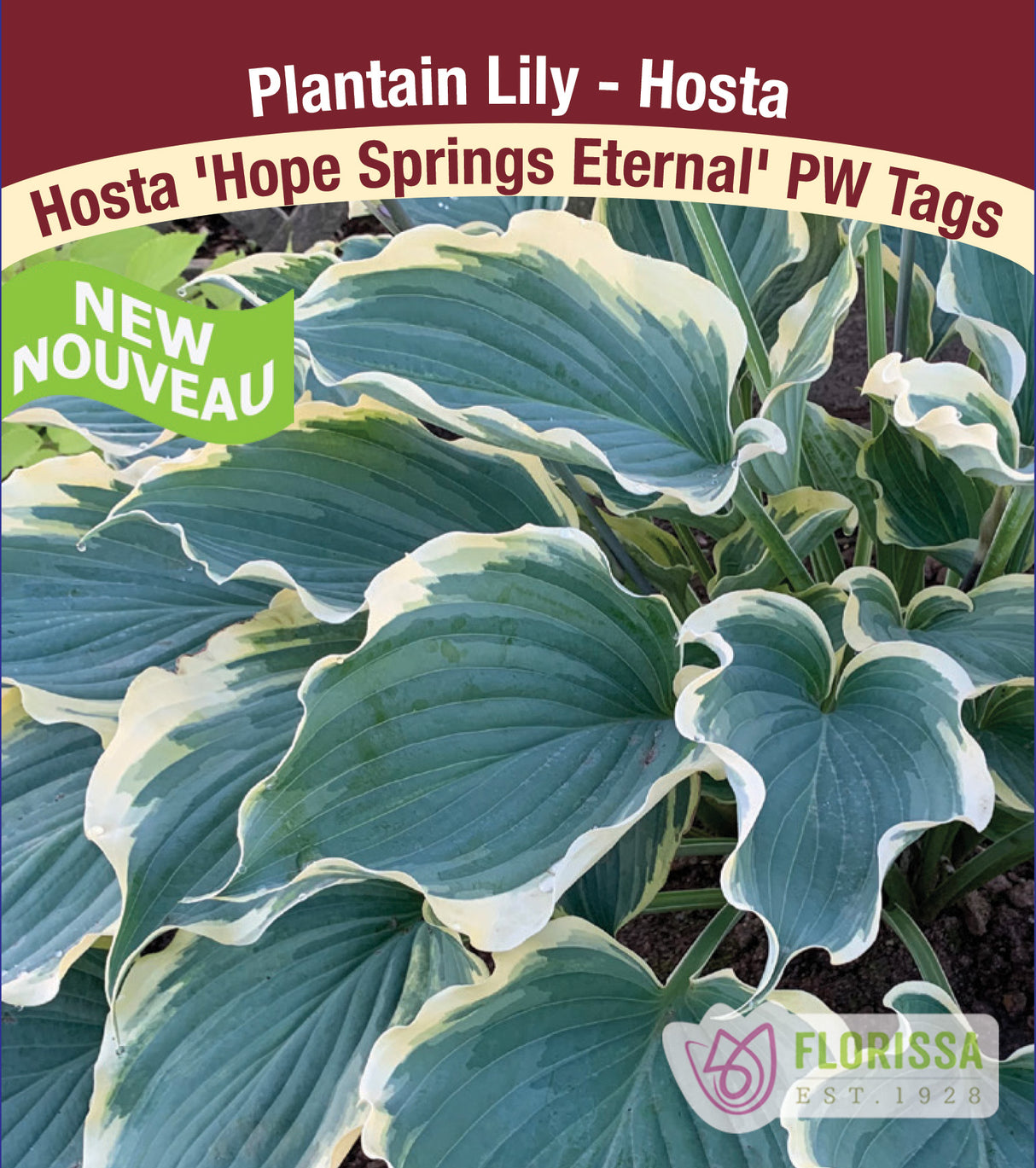 Hosta - Hope Springs Eternal PW - Potted and Tagged