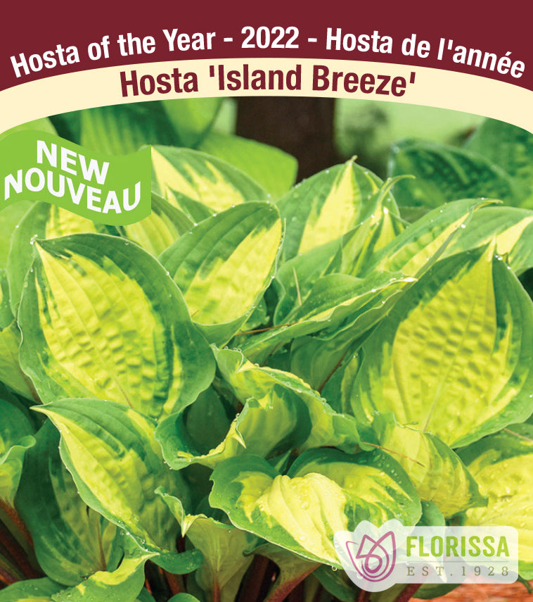 Hosta - Island Breeze
