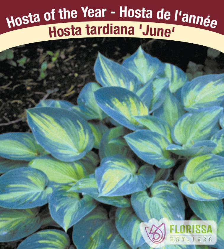 Hosta - June (tardiana)