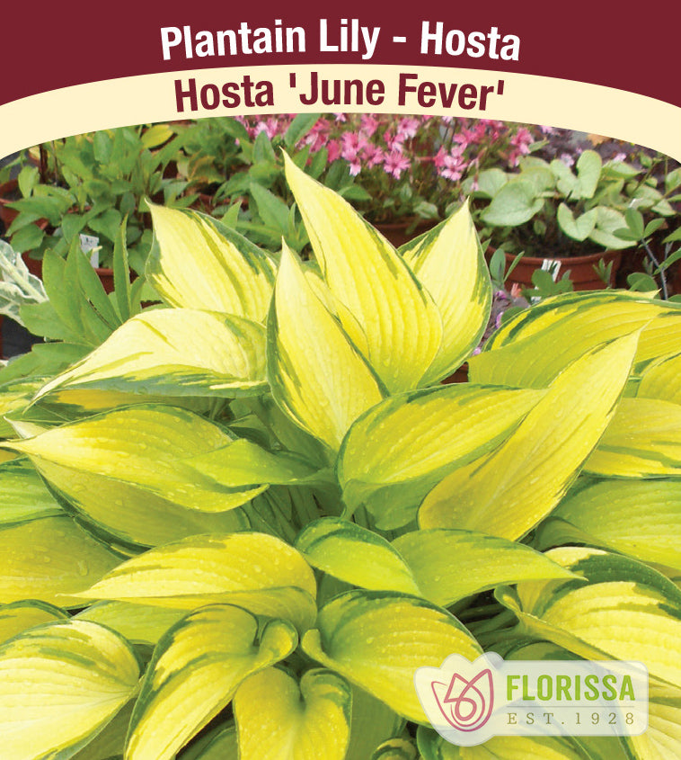 Hosta - June Fever