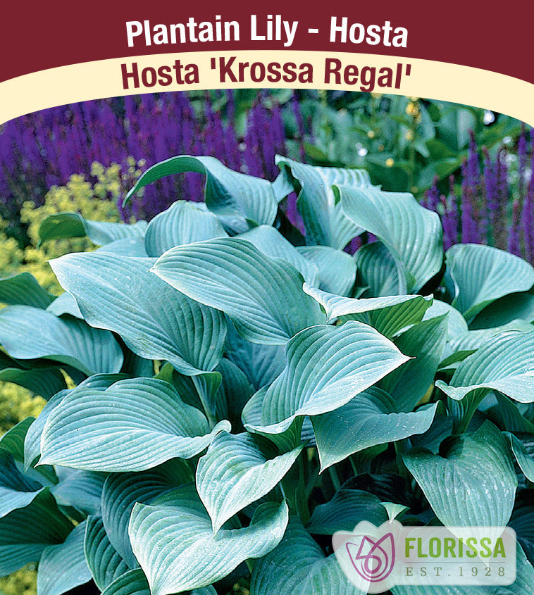 Hosta - Krossa Regal