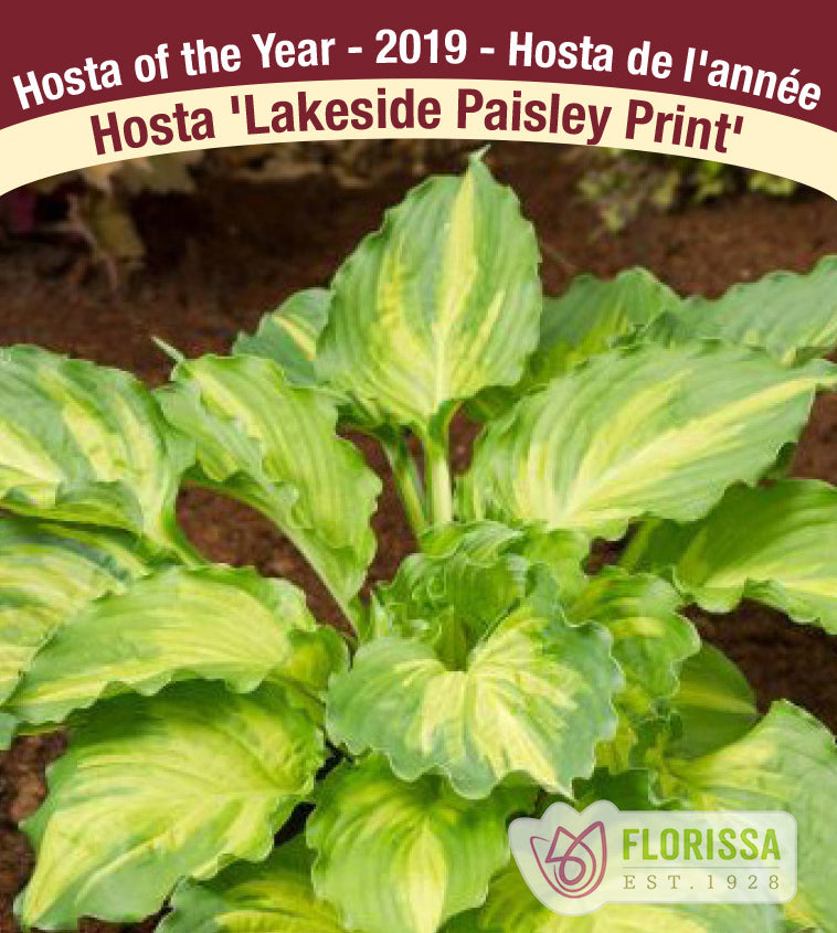 Hosta - Lakeside Paisley Print