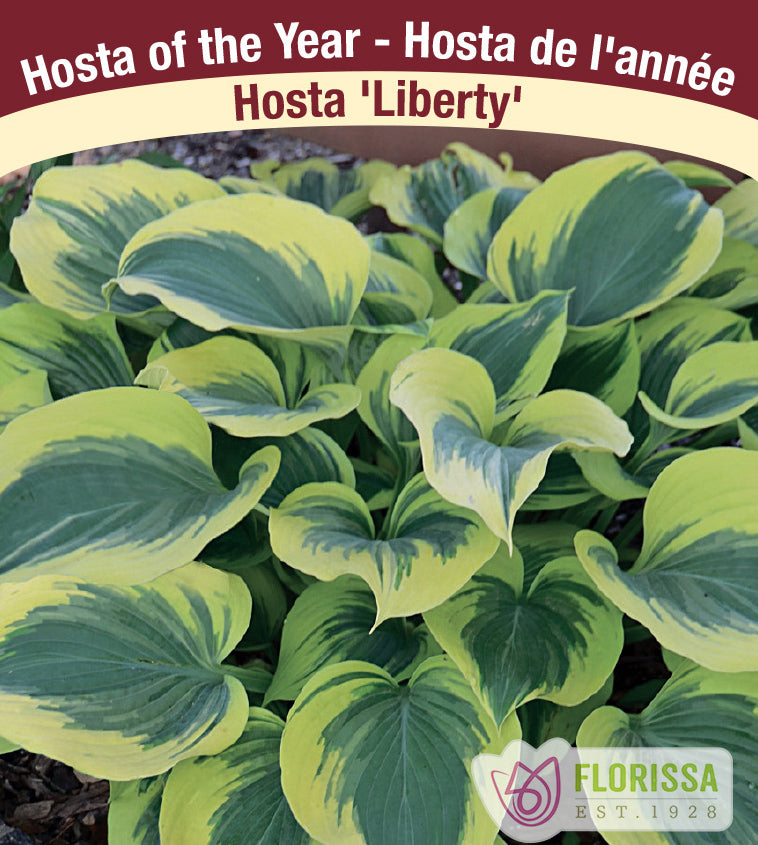 Hosta - Liberty