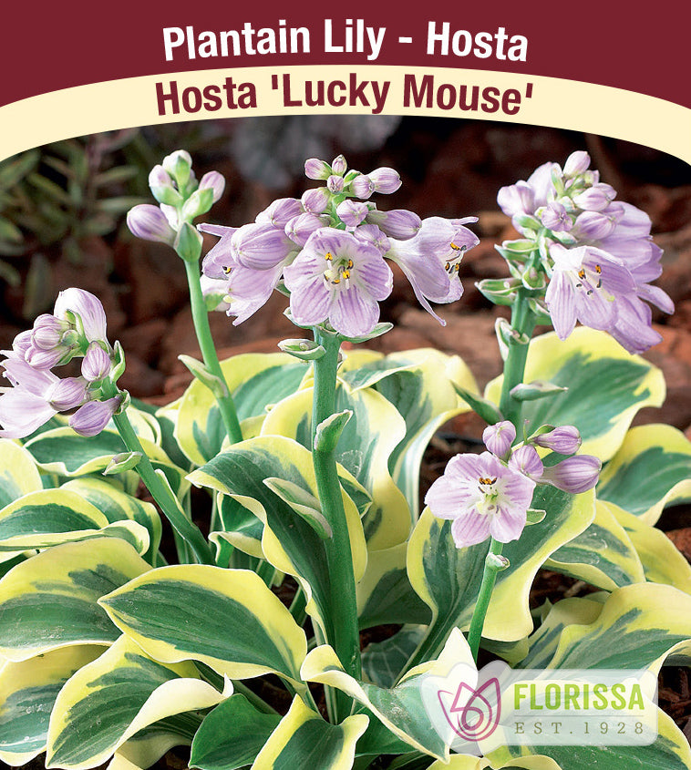 Hosta - Lucky Mouse