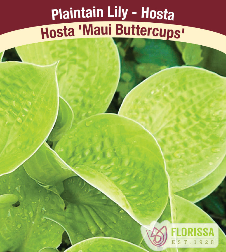 Hosta - Maui Buttercups