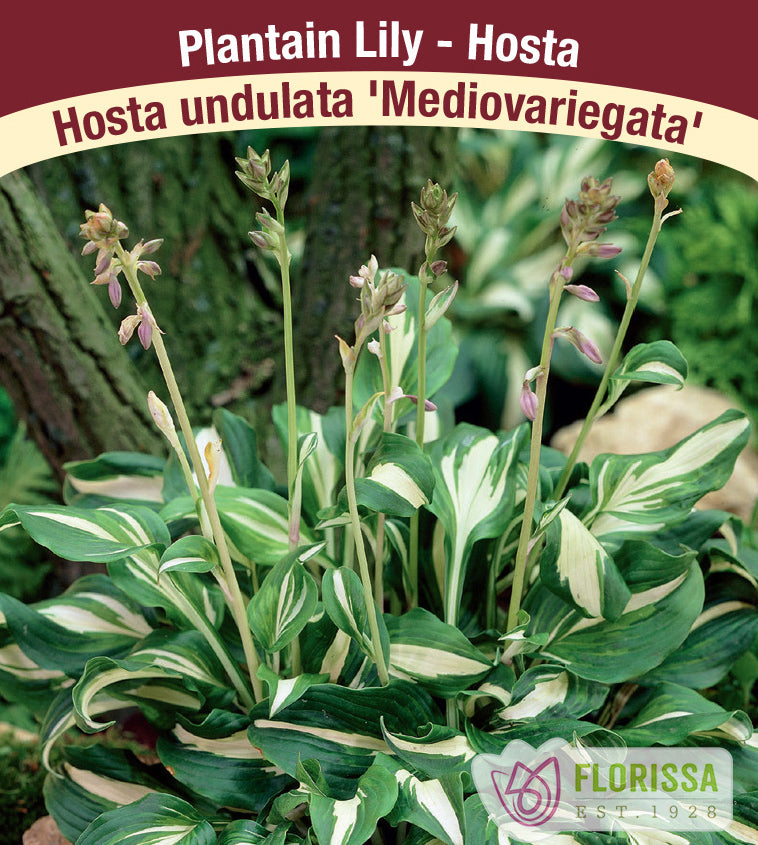 Hosta - Mediovariegata (undulata)