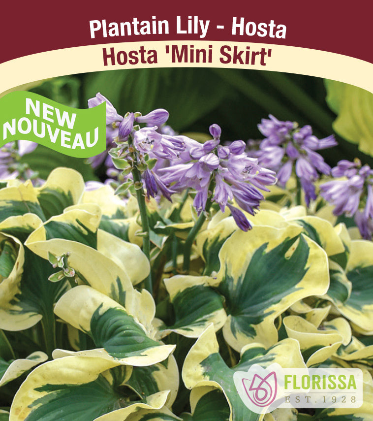 Hosta - Mini Skirt