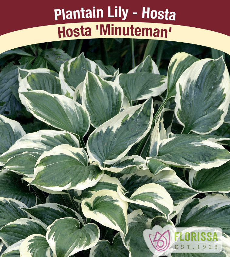 Hosta - Minuteman