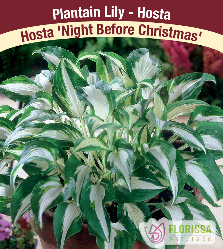 Hosta - Night Before Christmas