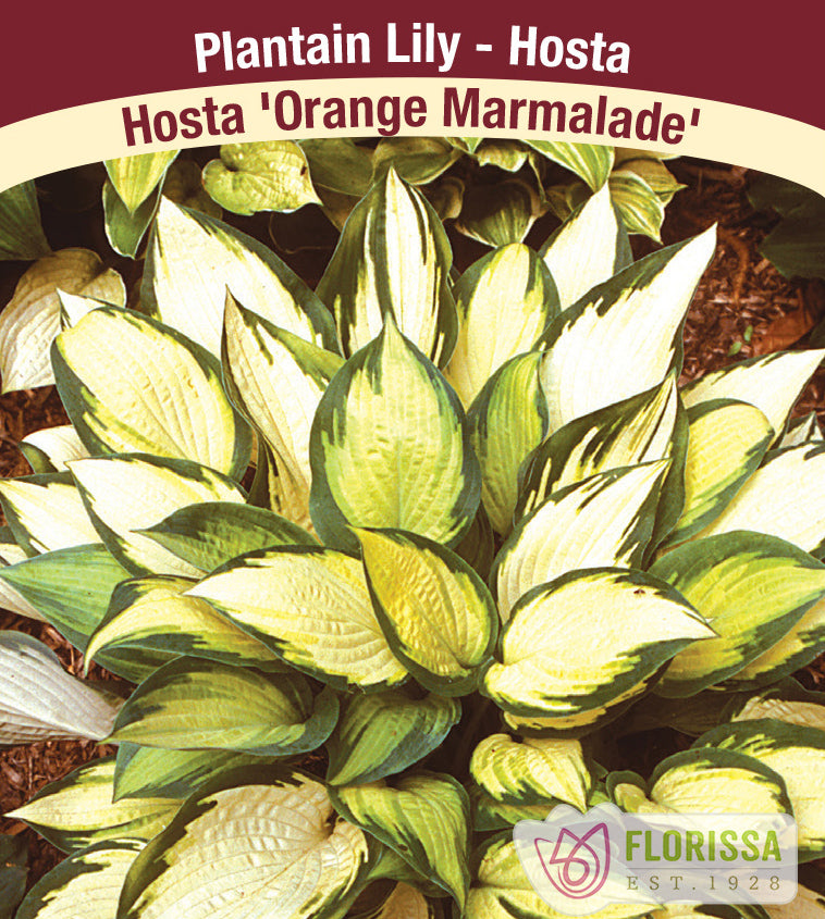 Hosta - Orange Marmalade