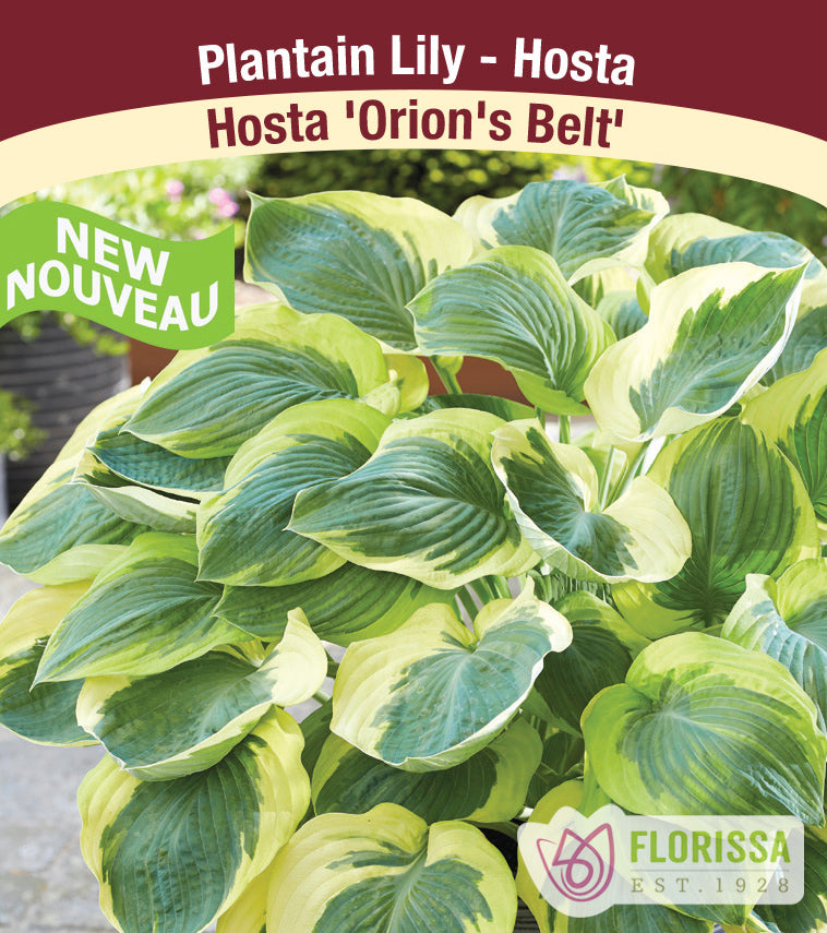 Hosta - Orion's Belt