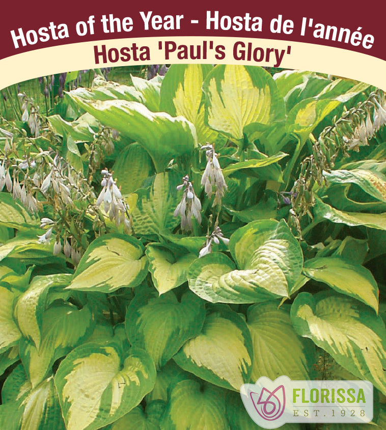 Hosta - Paul's Glory