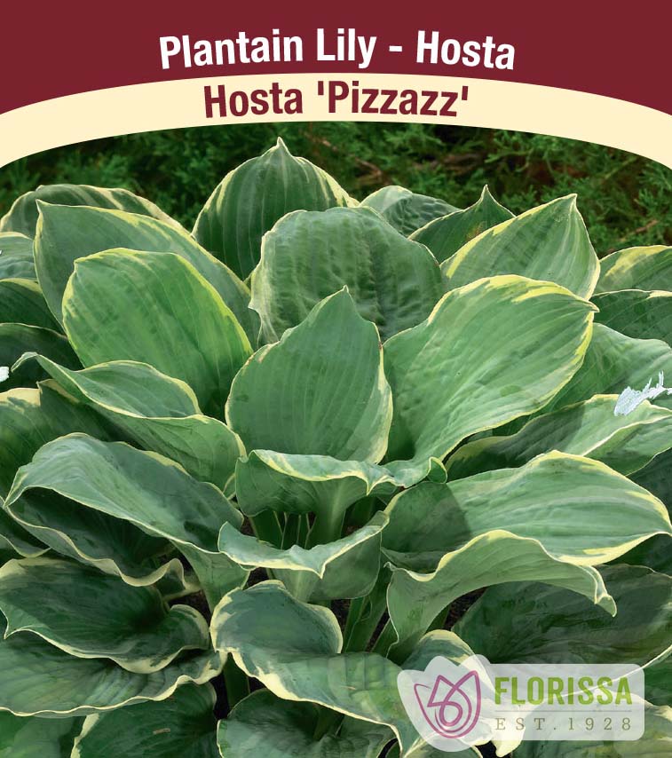 Hosta - Pizzazz
