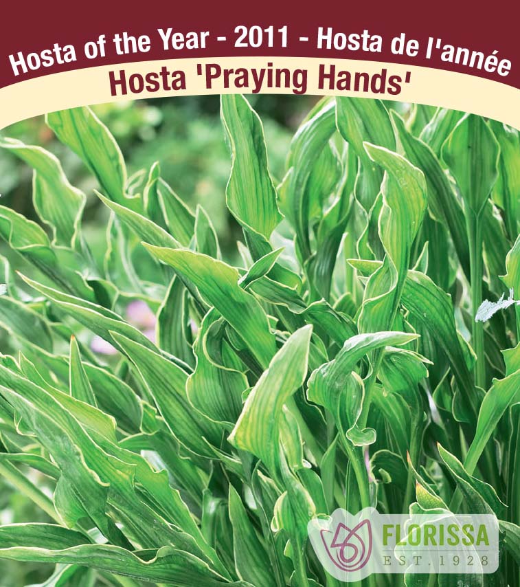 Hosta - Praying Hands