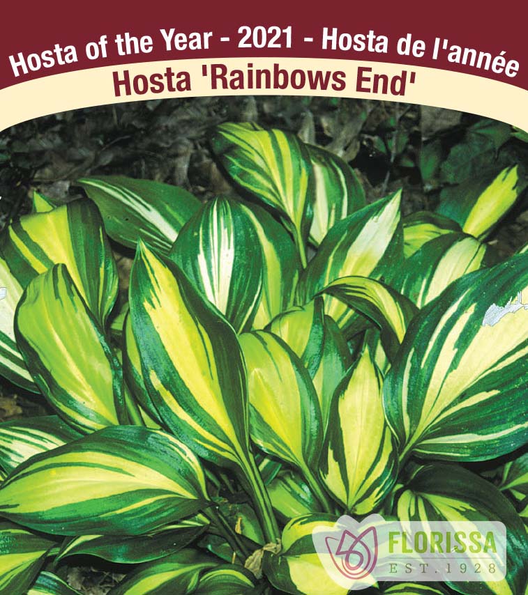 Hosta - Rainbows End