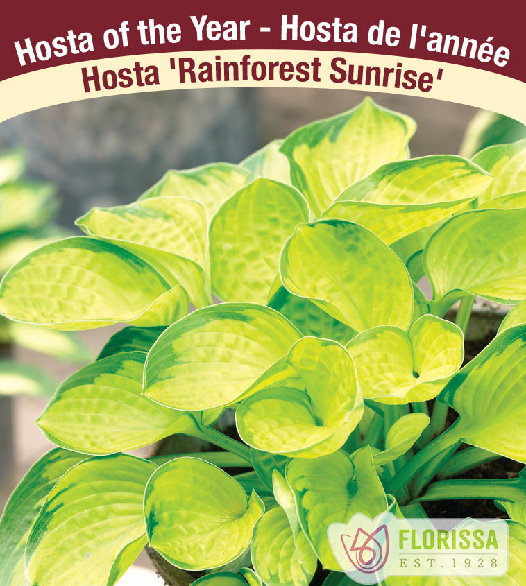 Hosta - Rainforest Sunrise