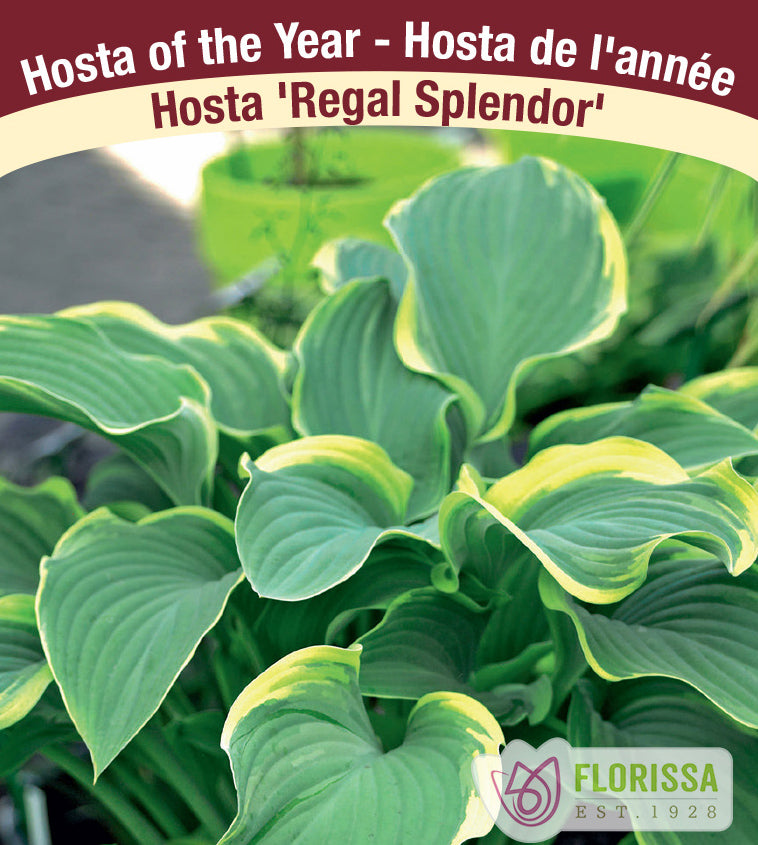 Hosta - Regal Splendor