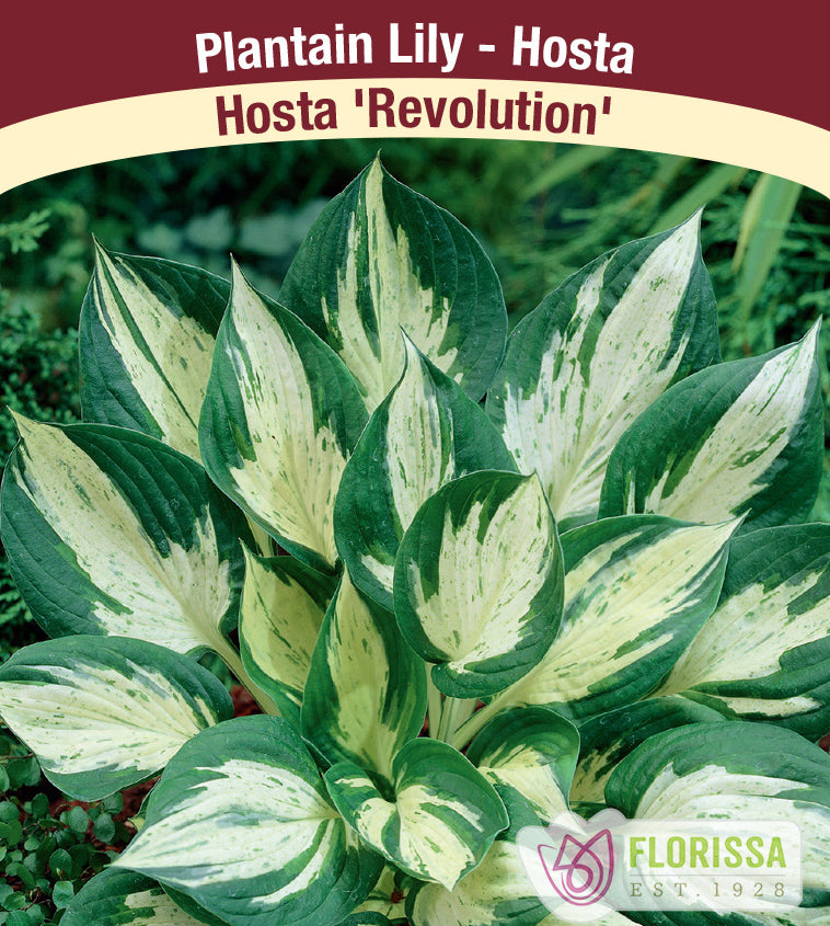 Hosta - Revolution