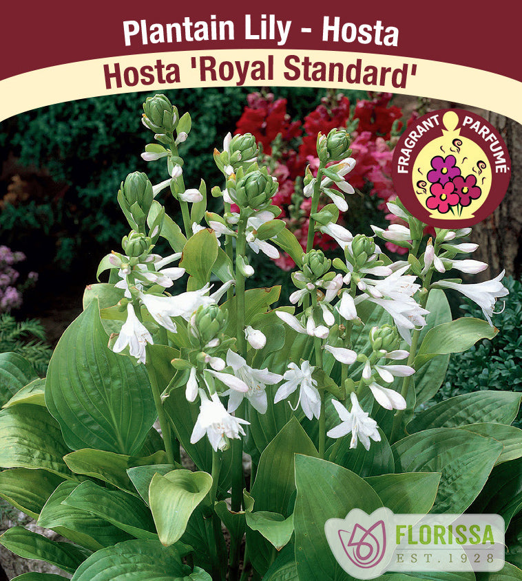 Hosta - Royal Standard