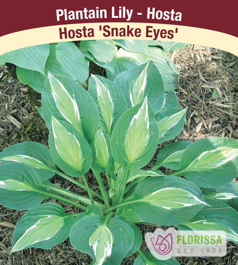 Hosta - Snake Eyes