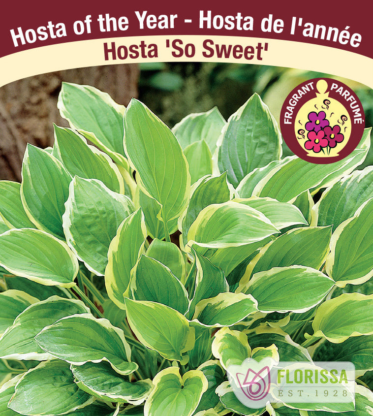 Hosta - So Sweet