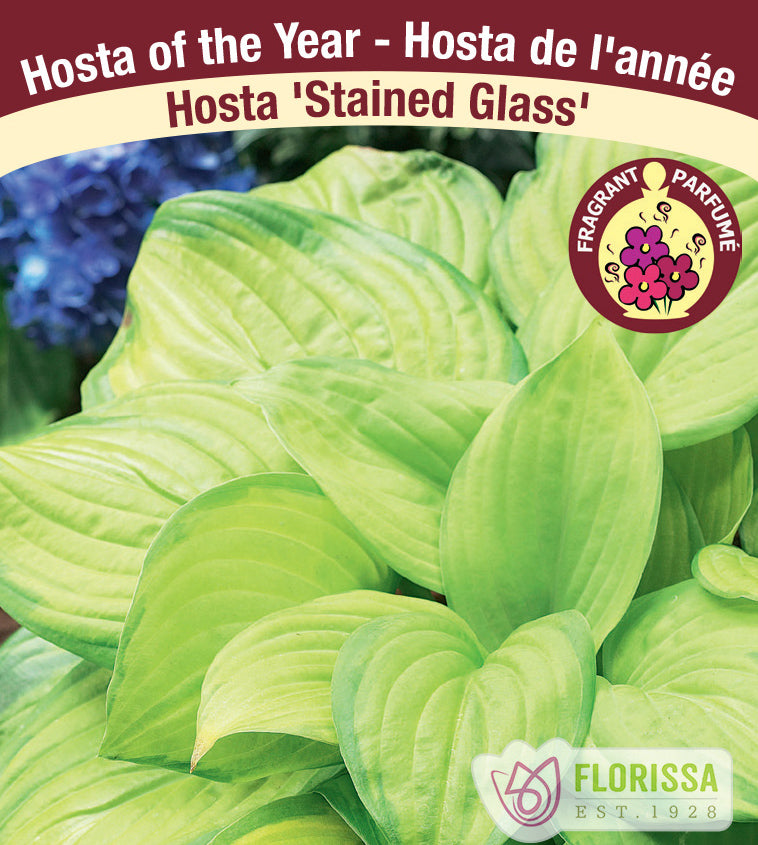 Hosta - Stained Glass