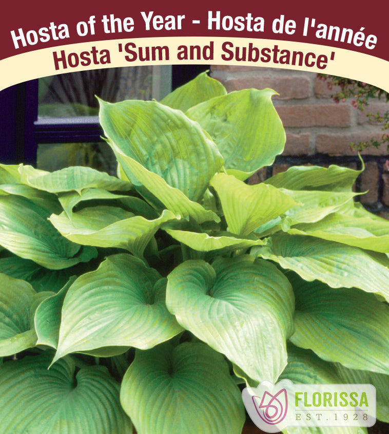 Hosta - Sum and Substance