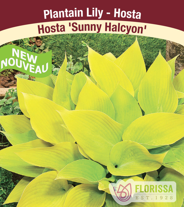 Hosta - Sunny Halcyon