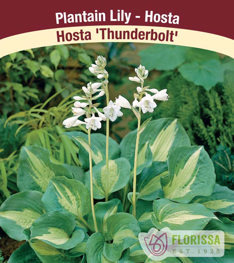 Hosta - Thunderbolt