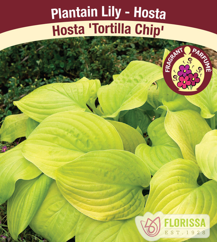 Hosta - Tortilla Chip